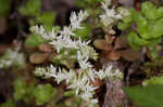 Woodland stonecrop